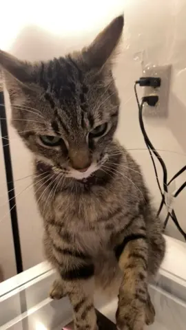 Angry cat #funny #fyp #cats #funnyanimals #catsoftiktok 