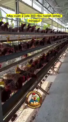 💥 Kamu ga salah denger! Cukup titip modal Rp 1 JUTA, kamu terima 2juta 300 ribu dalam waktu 7 hari 🚀 📌 Berlaku selama 1 bulan penuh = 4x cair, total cuan bikin rekeningmu makin tebal 💸 🐓 Tenang, semua kami yang urus: ✔️ Kami yang rawat ✔️ Kami yang kelola ✔️ Kami yang jualkan Kamu cukup santai, pantengin rekening bertambah terus 🔥 👉 Jangan malu jadi peternak, malulah kalau ga bisa atur keuangan! #bisnis #bisnismillenial #bisnisanakmuda #bisnismudah  #cuan #cuantanpabatas #cuantiktok #kerjakeras #kerjakeras #kerjacerdas #kerjaonline #inspirasi #inspirasiusaha #bisnissukses #foryoupage #for #fyppppppppppppppppppppppp #fypシ #fypage #zbyzcaシ 