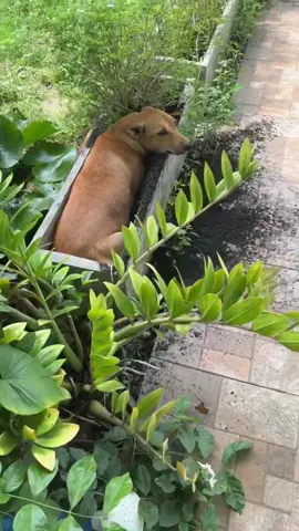 Cái chậu mọc ra cậu vàng #thucung #dog #cún 