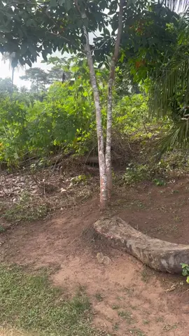 Palmier anaconda ♥️