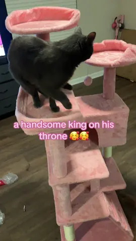 @Made4pets-us #fentysuperbrandday #LanguageLearning #cattok #cattreesale #pinkhomedecor 