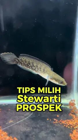 Semoga bermanfaat #channaindonesia #tokoikansalatiga #ikan 