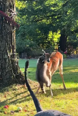 This is @Stewie the Racoon,please give him a follow 