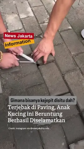 Seekor anak kucing berhasil diselamatkan setelah terjebak di celah paving blok dan menarik perhatian warga sekitar. Rekaman yang beredar memperlihatkan sejumlah warga berupaya mengevakuasi hewan tersebut dengan membongkar paving satu per satu. Proses berlangsung cukup hati-hati mengingat posisi kucing yang terjepit di ruang sempit dan sulit dijangkau. Beruntung, kucing akhirnya berhasil dievakuasi tanpa mengalami luka serius.