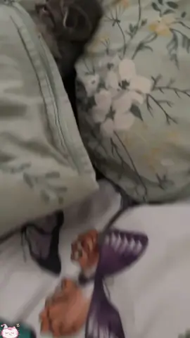Kitten sleep😴#cat #funny #catsoftiktok #cats #for #foryou #fyp #foryoupage #funnyvideo #cute #pet #cutecat #animal #animalsoftiktok #catlover #funnycat #tiktokcats #kitten
