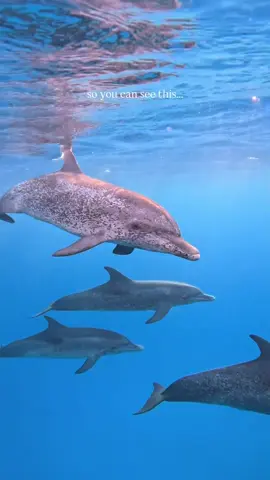 Discover a whole new world 🤿💙 #oceantok #fyp #fypシ゚ 