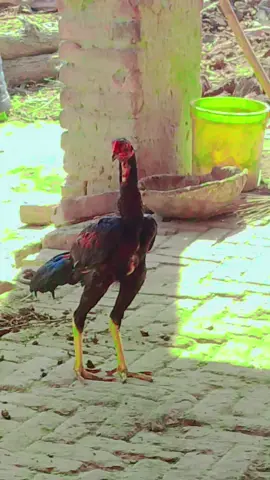 @WAQASJUTT214GB @bilawal jutt saab 🔥🔥🔥🔥 @M umair Jutt 110 