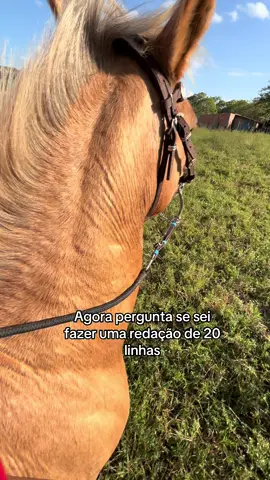 #cavalo #vaquejada #fyp #viral #trend 