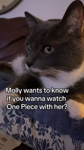 Molly is happiest during One Piece time ❤️ #fyp #onepiececat #luffy #onepiece #kaido 