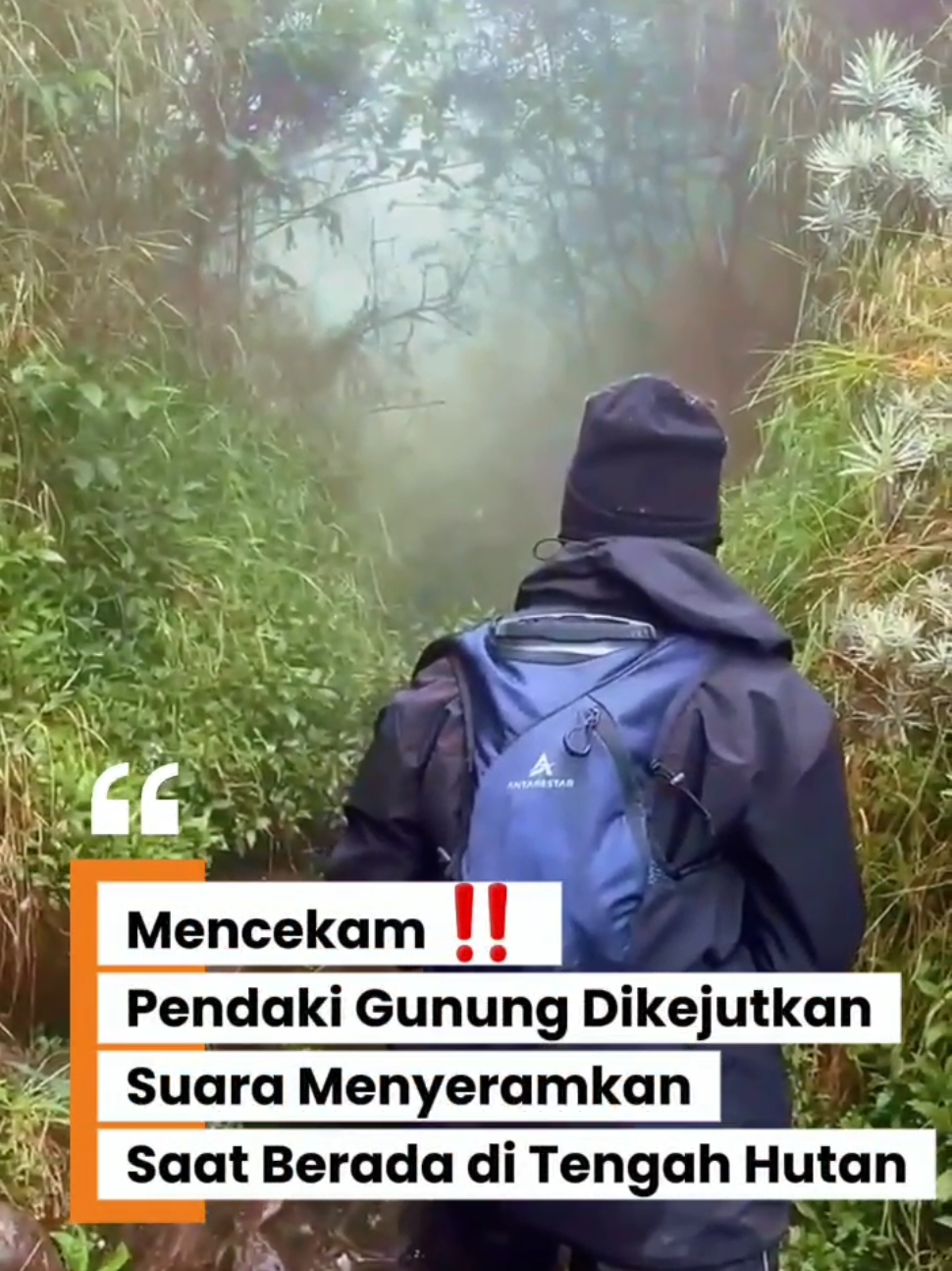 Momen mendebarkan dialami oleh sekelompok pendaki gunung ketika mereka melintasi hutan lebat dalam suasana berkabut. Di tengah perjalanan, keheningan alam tiba-tiba pecah oleh suara binatang misterius yang menggema dari dalam rimba. Suara itu terdengar cukup dekat, sehingga membuat para pendaki terdiam dan mencoba memastikan dari arah mana asalnya. Banyak yang meyakini bahwa suara tersebut merupakan auman harimau, mengingat kawasan hutan yang mereka lalui memang dikenal masih menyimpan satwa liar. Namun, tak sedikit pula netizen yang berkomentar bahwa suara itu lebih mirip dengan macan kumbang, predator yang juga mendiami hutan tropis Indonesia. Perdebatan ini semakin menambah rasa penasaran penonton video. Rekaman momen itu diunggah oleh akun TikTok @crushllooo pada Minggu (21/9/25). Menariknya, meski suasana tegang begitu terasa, video tersebut diberi caption kocak: 