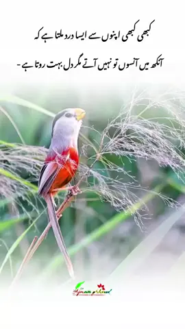 #creatorsearchinsights #deeplines💕😔 #viralvideo #foryou #fyp 