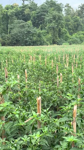 ทำทุกปีราคาตายทุกปี แดกเข้าไปของจีน #พริก #เกษตรกร #ดอย 