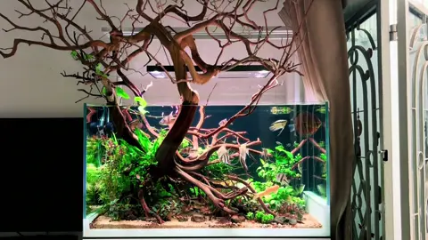 😬#aqua #aquarium #aquariumfish #xuhuong 