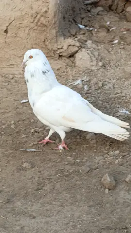 #creatorsearchinsights 🤍🕊#kabutarbazi #kabutarbazishok #kabutarbazishokjuttda #foryoupage 