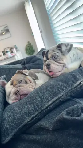 Why do your cushions always look like that?