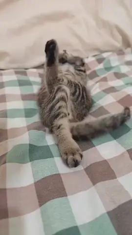 #cat #catsoftiktok #قطط #catlover 