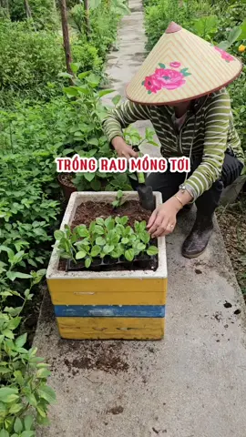 Trồng rau mồng tơi. #loanlamvuon #rausach #trongrau #mongtoi #trichoderma 