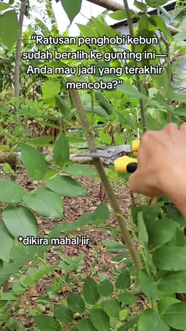 gunting dahan pohon #guntingdahan #gunting #fyp 
