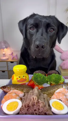 #dogeating #asmr #immersive #labrador #pet 