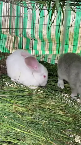 THỎ RỪNG VIỆT NAM LAI THỎ NEW ZEALAND.  Việc lai tạo giữa thỏ rừng Việt Nam và thỏ New Zealand là một hướng đi mang lại nhiều tiềm năng kinh tế. Sự kết hợp này tận dụng được những ưu điểm của cả hai giống, tạo ra một thế hệ thỏ lai có những đặc tính vượt trội. Đặc điểm của Thỏ Lai: 1. Ngoại hình và tầm vóc: Thỏ lai thường có tầm vóc khá, màu sắc đa dạng, là sự pha trộn giữa các giống thỏ ngoại nhập và thỏ địa phương. 2. Chất lượng thịt: Khách hàng ưa chuộng thịt thỏ rừng ta vì thơm, dai và ngon hơn. Trong khi đó, thỏ New Zealand có ưu điểm lớn nhanh và trọng lượng cao hơn. Việc lai tạo giúp cân bằng giữa hai yếu tố này, cho ra thịt thỏ lai có chất lượng thịt không thua kém thỏ ta, nhưng trọng lượng lại nhỉnh hơn. 3. Khả năng thích nghi: Thỏ lai được cho là có sức đề kháng tốt hơn thỏ nhập nội, thích nghi tốt với điều kiện khí hậu và chăn nuôi tại Việt Nam. #tho #vietnam  #TraithoABang 