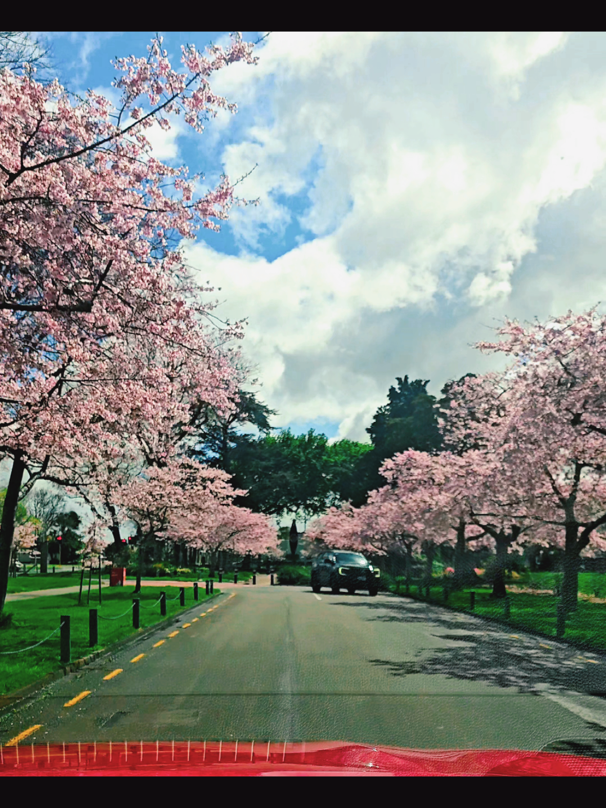 Cherry Blossom at Victoria Esplanade, Palmerston North 2025. #mrongmathslessons #cherryblossoms #spring #prettyinpink