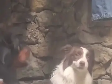 Border collie 🐶  #funny #cool #bordercollie #chó 