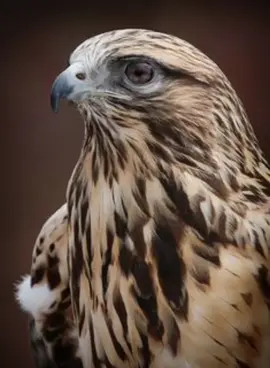 #احذر_الحر_تامر_البدوي  #fyp 