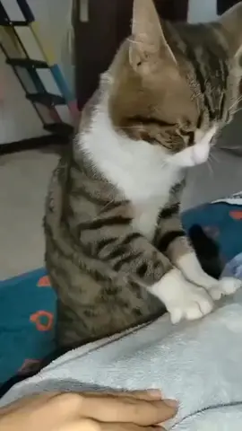 Đi matxa mà nvien thái độ quá 🥴#mèoyanghồ #mèo 