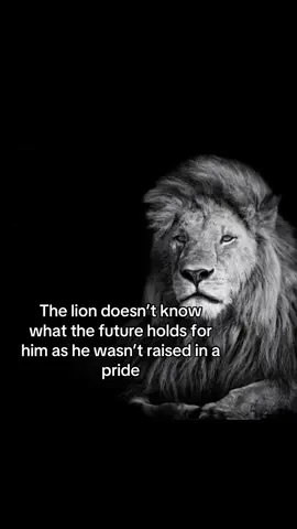 The lion questions himself #fyp#thelion#viral#real#life