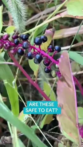 Are these #pokeweed #berries #blueberries #nature #grow 