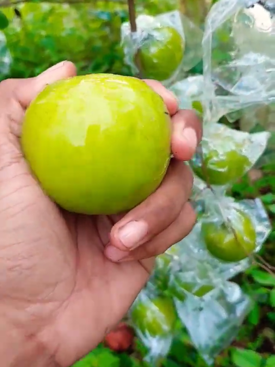 Bibit Apel Putsa India #apelputsal #bibitapelputsa #bibitapel #apel #viral 