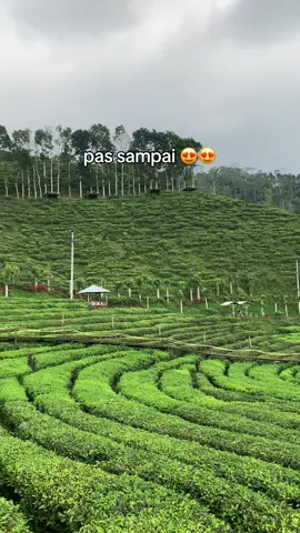perjalanan vs view 😭🥰 #kebunteh #gununggambir #jember #agrowisata #viral 