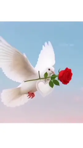 ياليت وانا اطير بجناحي ❤️🌹❤️