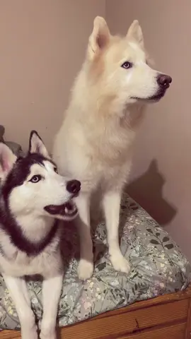 #Misniños🥰#viraaaaaal#paratiiiiiiii🫶🏻❤️