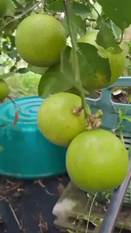 แนะนำต้นมะนาวไร้เมล็ด มะนาวทูลเกล้า ลูกดกมาก ปล฿กง่าย ต้นพันธุ์พร้อมปลูก #ต้นพันธุ์มะนาวไร้เมล็ด #ต้นพันธุ์มะนาวทูลเกล้า #มะนาวไร้เมล็ด #มะนาวทูลเกล้า 