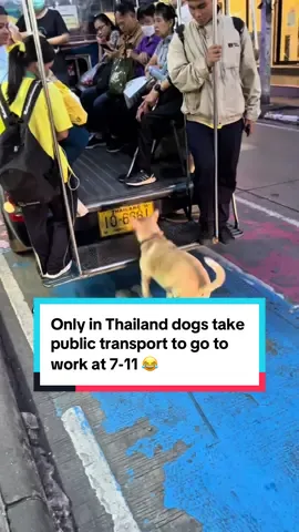 Only in Thailand dogs take public transport to go to work at 7-11 😂 #onlyinthailand #sncsandro #thailand🇹🇭 #funnytiktok #bangkok 