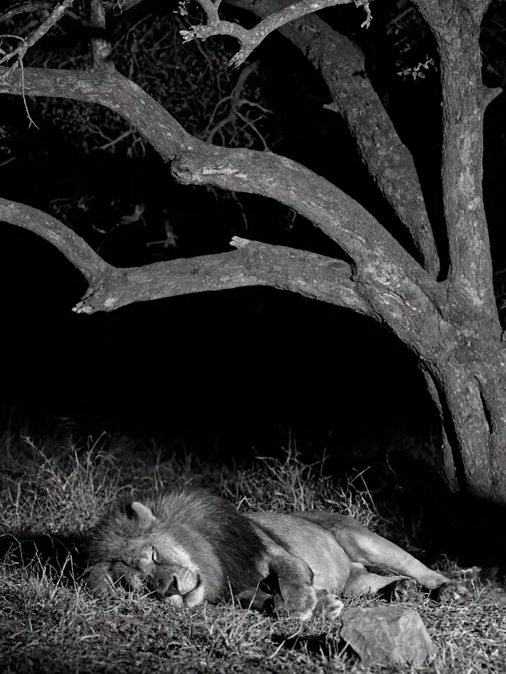 In the dark of night, a bold monkey ambushes the lion, turning the jungle into chaos#MonkeyVsLion #WildAmbush #NightHunt #SavageJungle #AnimalBattle