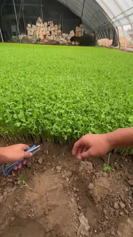 Immersive Pea Shoot Harvest #ASMR #ASMRRelax #ASMRSounds #OddlySatisfying #relax 