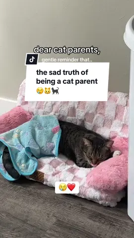 I’m sorry if this makes you cry cuz I did while making it 🥲 I don’t want them to grow up #catmom #cattok #catparent #advicetok #catsoftiktok 