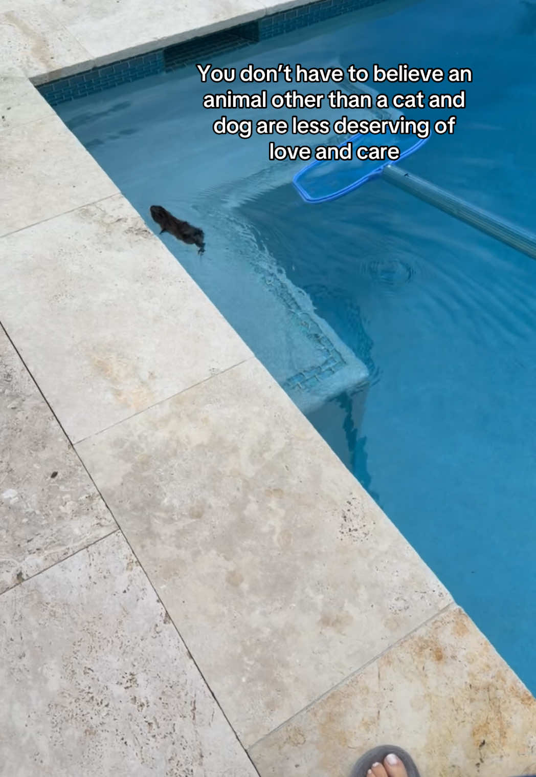 I’ve been rescuing animals my whole life and unfortunately not everyone can be saved. Today I found the bunny. While he seemed to act fine, he really wasn’t. A professional talked me through everything but said his chances were not high bc of his breed and other things. Unfortunately he didn’t make it but I’m glad I found him so he didn’t drown. If you live in South Florida and ever find an animal hurt, you can contact the Sawgrass Nature Center & Wildlife Hospital🤍 unfortunately most times this breed of bunny doesn’t survive because they have heart attacks very easily ##animals##bunny##animalrescue 