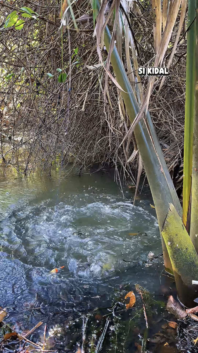 sulit dikendalikan ikan ini #SIKIDAL #mancing #fishing #mancingliar #mancingtegek 
