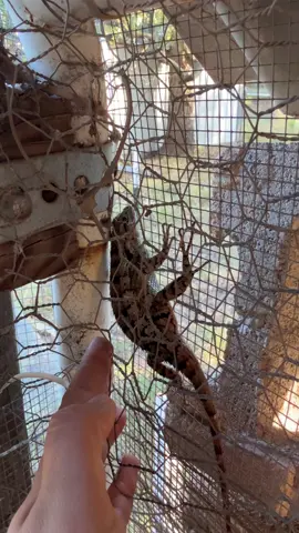 Forever rescuing these poor things from being chicken snacks…#lizardsoftiktok #rescue #chicken #chickensoftiktok #texas 