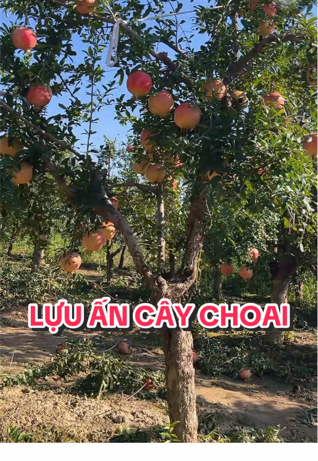 Trả lời @VT Linh Duy ☘️☘️  Như này đã chuẩn Lựu đỏ Ấn Độ chưa các sếp! #CâyĐộcLạMiềnNam #sânvườnBiệtThự #Lựucổthụ #lựuấnđộ #câyăntrái 