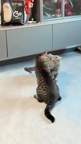 Làm miếng trước đã #xuhuong #meoxinh #cats 