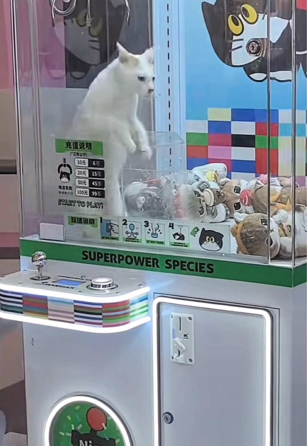 Don't be surprised when you find strange items on the claw machine😼#面白いペット #可愛いペット #funnyvideos #面白い動画 #cuteanimals #fyp #intresting #catsoftiktok #catlover 