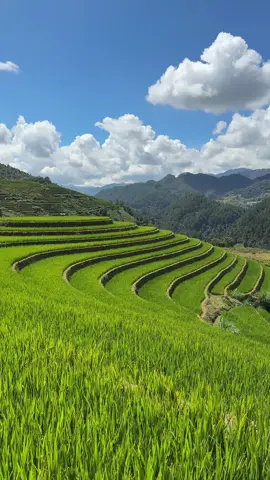 Chờ ngày lúa trổ bông 🌾🌾🌾 #mucangchai #doimamxoi #traveltiktok #dulichvietnam #xuhuongtiktokk 