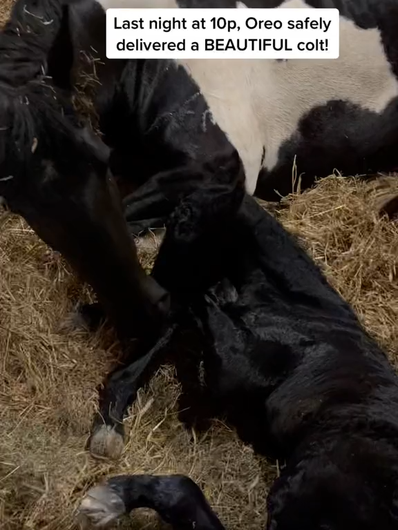Oreo safely delivered a baby colt last night at 10p! Our vet Dr. C gave them both a clean bill of health! We are so relieved as Oreo was rescued only two short months ago! Thank