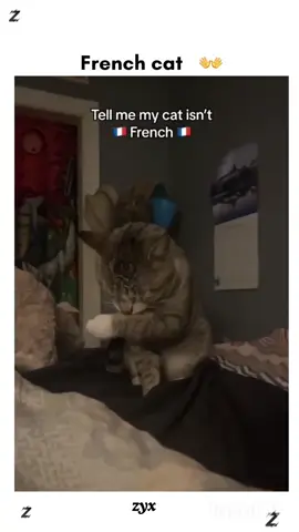 French cat didn't understand English. 