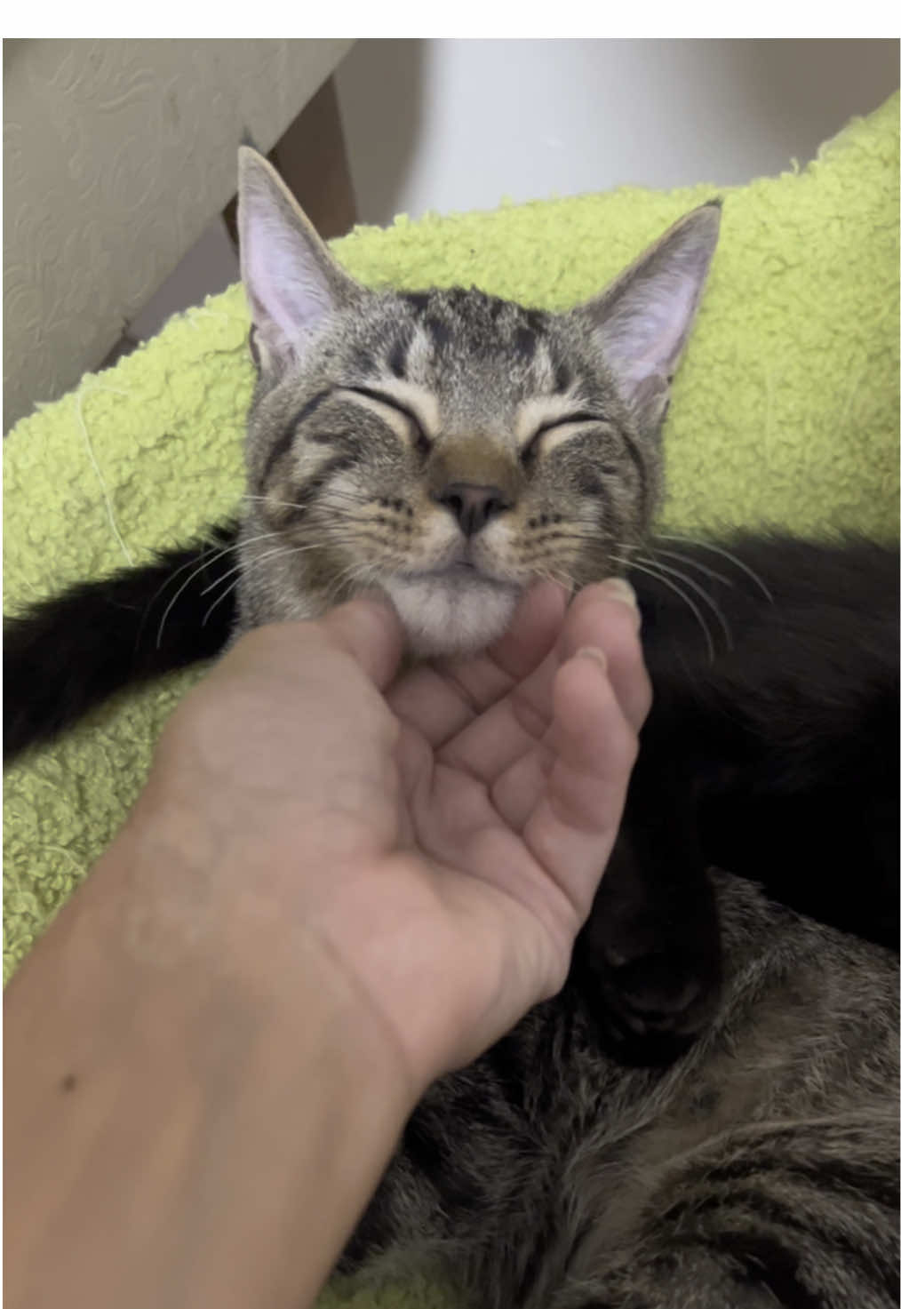 This was Farkle & Ophelia’s last day here in my home! Farkle got adopted & is now living with…wait for it…TRICYCLE & YARDSTICK! He has joined their happy tripod family! Trifecta of the Tripods! Ophelia went up to the adoption center to bunk with Link, Dandy & Taboo! #kittens  