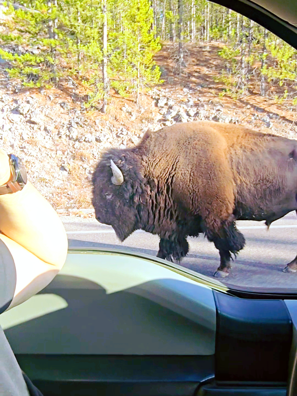 Desde que vivimos acá, este gordito tan esponjoso, enorme e imponente me encanta, tengo un amor/obsesión por el 🦬 #bison #bisonte #Montana #roadtrip #mexico🇲🇽 